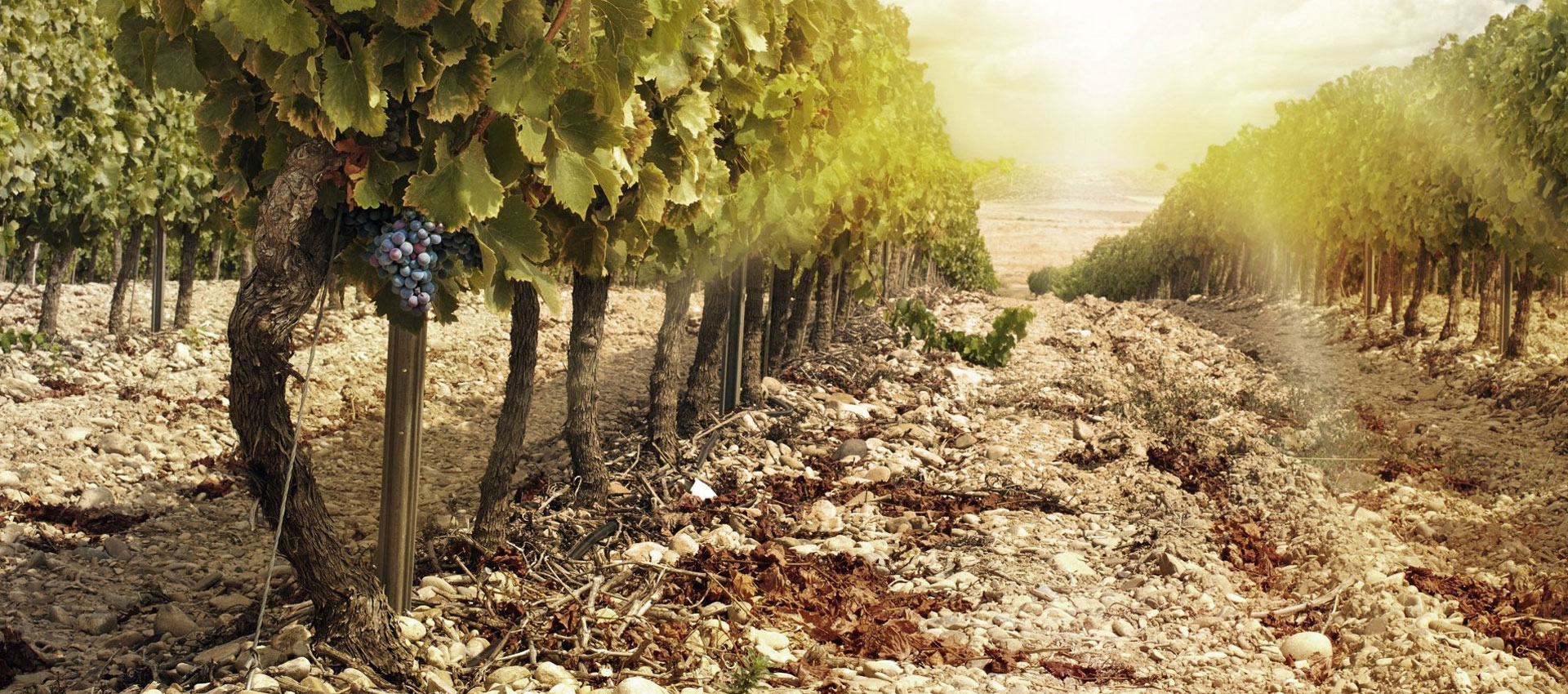 Vinogradarstvo i proizvodnja vina Tamjanika u Župi, Bučje kod Trstenika