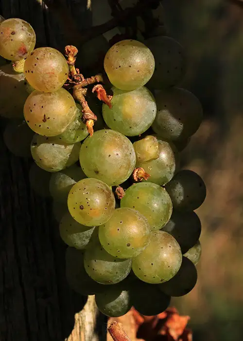 domace vino tamjanika